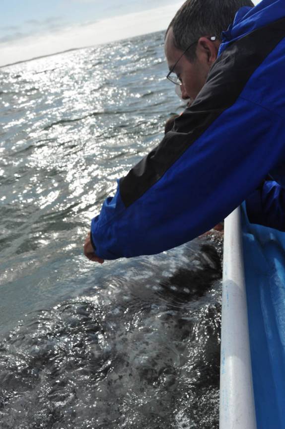 Tocando baleia cinzenta durante passeio em canal da Baía Magdalena, em Puerto López Mateos, na Baja California - México